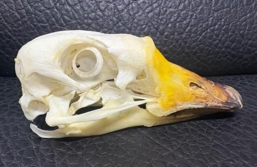 高品質★ボブキャットの頭骨　12ｃｍ Amazon.co.jp: ジョーゼン ダートマックス 1/20スケール