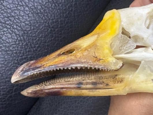 即納☆ 高品質 ガチョウ 頭骨 ♂ - 頭骨・骨格標本・剥製販売