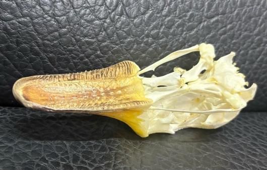 即納☆ 高品質 ガチョウ 頭骨 ♂ - 頭骨・骨格標本・剥製販売