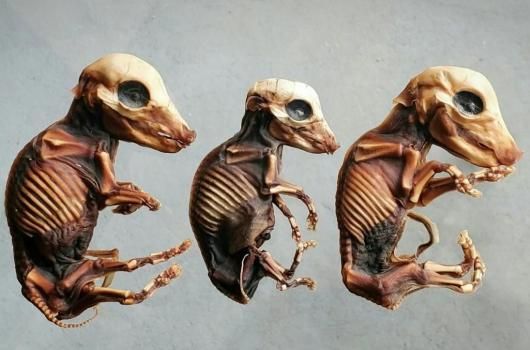 【曰く付き】小動物のミイラ　【呪物】 ミイラ化されたブタの胎仔の剥製 - 頭骨・骨格標本・剥製販売