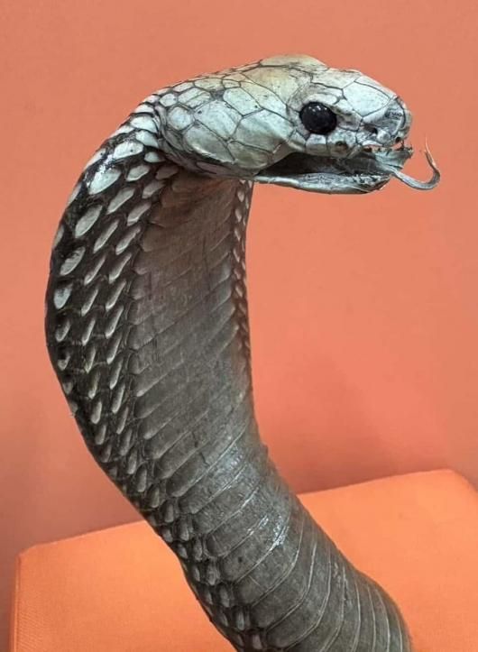 ☆ 即納 ☆ 貴重！ ジャワコブラの剥製 - 頭骨・骨格標本・剥製