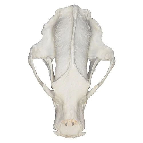 ナマケグマ 頭骨 レプリカ 頭骨 骨格標本 剥製販売 Core Box