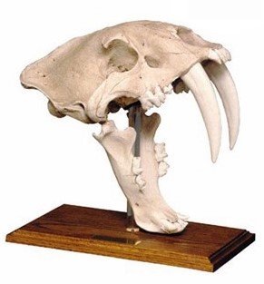 スミロドン（サーベルタイガー） 頭骨 レプリカ　A - 頭骨・骨格標本・剥製販売　【Core-Box】