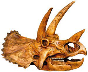 翌日発送可能】 大迫力✨ トリケラトプス 頭骨 恐竜の化石 レプリカ