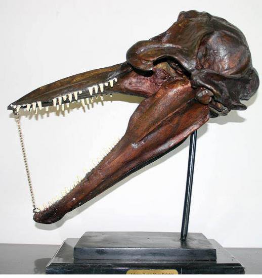 ハンドウイルカ 頭骨 ﾚﾌﾟﾘｶ（ﾌﾞﾛﾝｽﾞ製） - 頭骨・骨格標本・剥製販売 