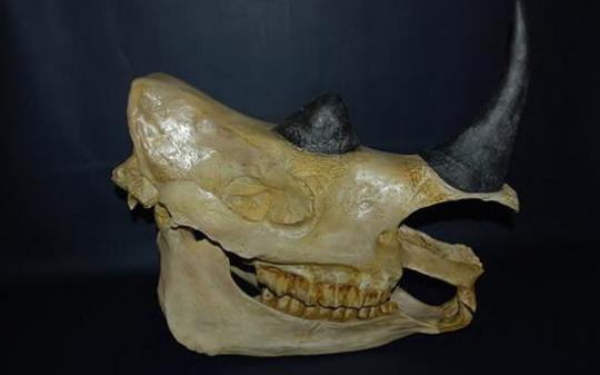 スマトラサイ 頭骨 レプリカ 頭骨 骨格標本 剥製販売 Core Box