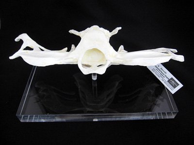 高級台座付！シュモクザメ あご骨 レプリカ - 頭骨・骨格標本・剥製 