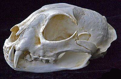 ヨーロッパオオヤマネコ 頭骨レプリカ 頭骨 骨格標本 剥製販売 Core Box