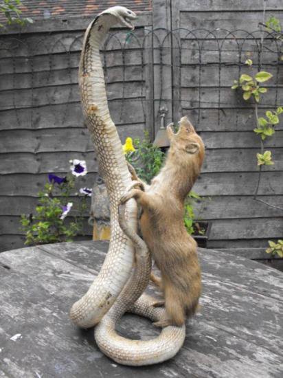 コブラ ｖｓ マングース 剥製 頭骨 骨格標本 剥製販売 Core Box