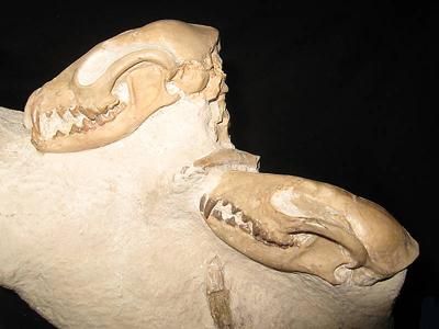 マンモスの歯025｜恐竜・化石グッズの専門店 ふぉっしる