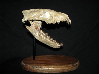 世界的に有名な 珍品 化石 シベリア 鹿の顎の化石 化石 Labelians Fr