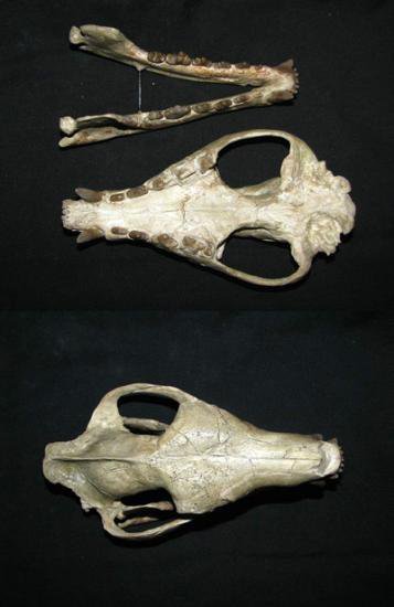 ダフォエヌス 頭骨の化石 No.1 - 頭骨・骨格標本・剥製販売 【Core-Box】