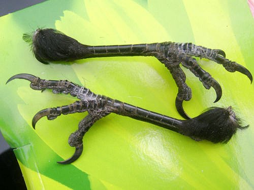 ハシボソガラスの足 剥製 頭骨 骨格標本 剥製販売 Core Box