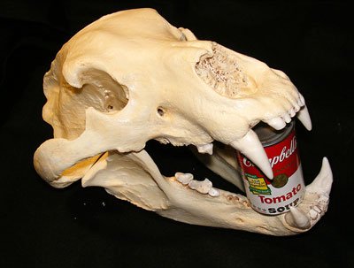 ビックサイズ！ヒグマ 頭骨 レプリカ - 頭骨・骨格標本・剥製販売
