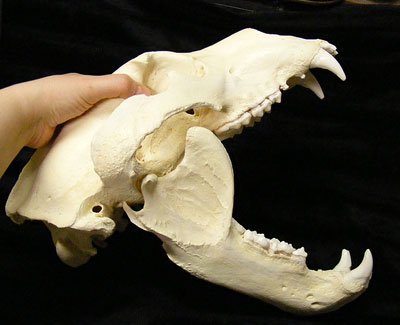 ヒグマ 雌 頭骨 レプリカ 頭骨 骨格標本 剥製販売 Core Box