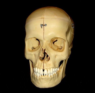 新品　3B サイエンティフィック社製 頭蓋骨模型 A281 - 頭骨・骨格標本・剥製販売　【Core-Box】