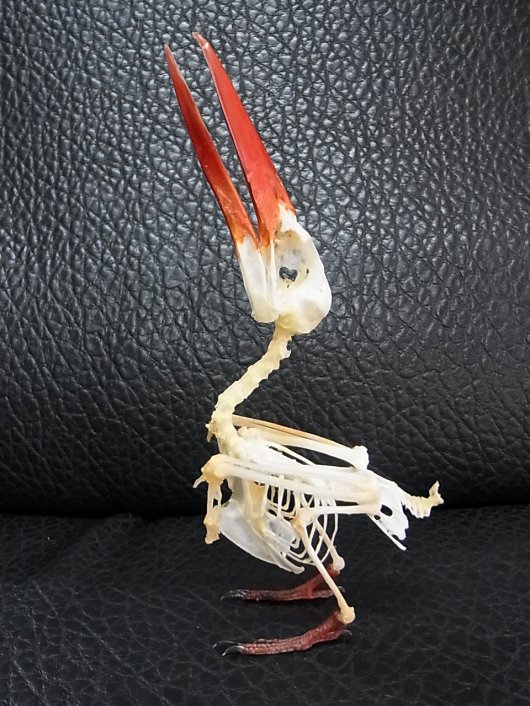 ★即納★ 美！ジャワショウビン（Javan kingfisher）骨格標本 - 頭骨・骨格標本・剥製販売　【Core-Box】