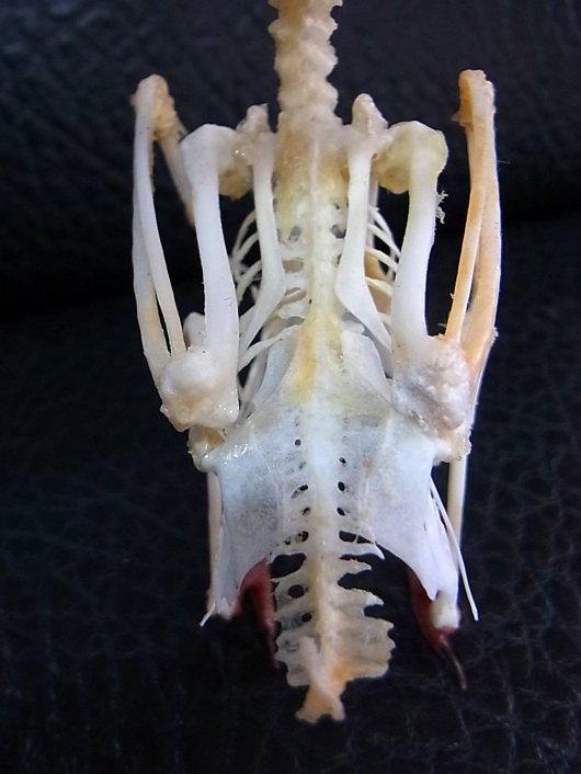 美！ジャワショウビン（Javan kingfisher）骨格標本