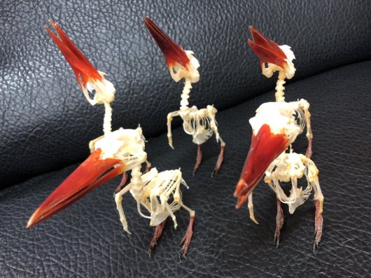 ★即納★ 美！ジャワショウビン（Javan kingfisher）骨格標本 - 頭骨・骨格標本・剥製販売　【Core-Box】