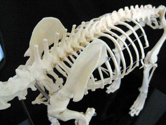 ★ 即納 ★ イヌの全身骨格模型　☆レプリカ☆ - 頭骨・骨格標本・剥製販売　【Core-Box】