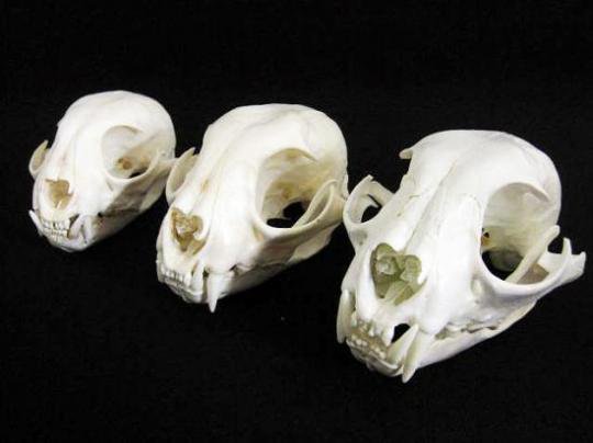 オオヤマネコの頭骨3体セット 頭骨 骨格標本 剥製販売 Core Box