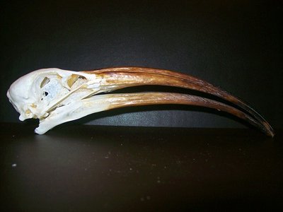アフリカクロトキの頭骨 No.1 - 頭骨・骨格標本・剥製販売 【Core-Box】