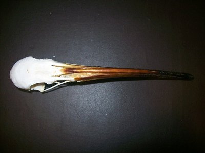 アフリカクロトキの頭骨 No.1 - 頭骨・骨格標本・剥製販売 【Core-Box】
