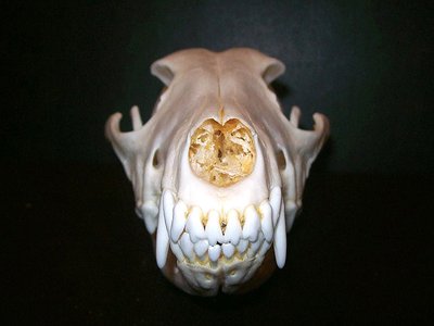 セグロジャッカルの頭骨 No.2 - 頭骨・骨格標本・剥製販売 【Core-Box】