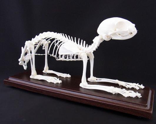 猫 骨格標本 全身 頭骨 - fawema.org