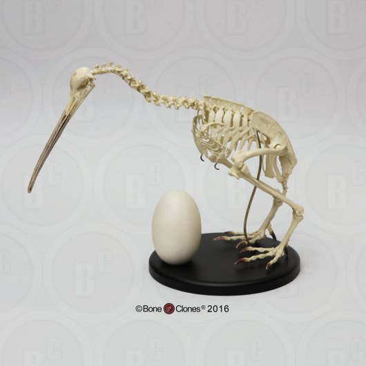 キーウィ 全身骨格レプリカ 特選 最高品質 頭骨 骨格標本 剥製販売 Core Box
