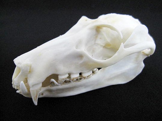 オオコウモリの頭骨！ - 頭骨・骨格標本・剥製販売 【Core-Box】