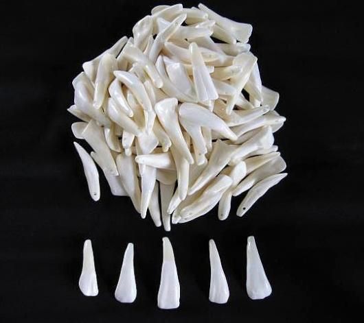 ☆即納☆ バッファローの歯 50本セット - 頭骨・骨格標本・剥製