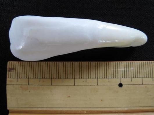 ☆即納☆ バッファローの歯 50本セット - 頭骨・骨格標本・剥製