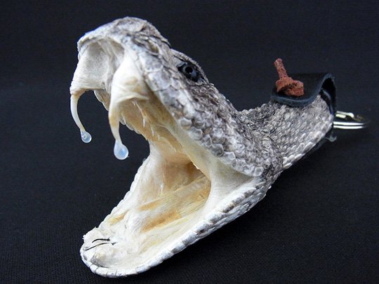 ガラガラヘビ　ヘッドキーリング　No.2 - 頭骨・骨格標本・剥製販売　【Core-Box】