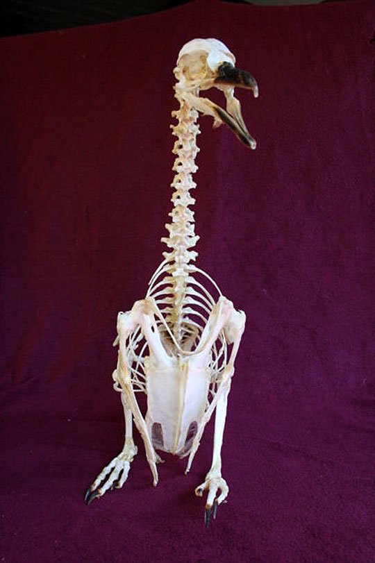 マゼランペンギンの骨格標本 - 頭骨・骨格標本・剥製販売 【Core-Box】