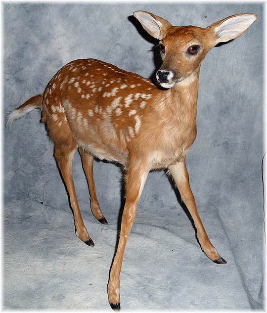本物のバンビちゃん オジロジカの小鹿 剥製 頭骨 骨格標本 剥製販売 Core Box