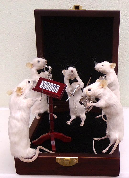 白ネズミのオーケストラ 剥製 頭骨 骨格標本 剥製販売 Core Box