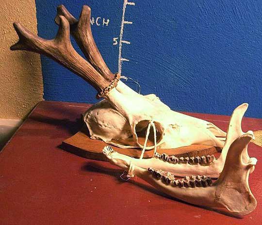 シカのスカルホーンと下顎セット！！ No.1 - 頭骨・骨格標本・剥製販売 