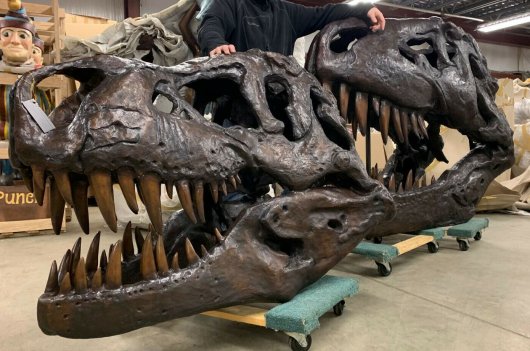 ☆等身大☆ ティラノサウルス 恐竜 頭骨 レプリカ（ﾌﾞﾛﾝｽﾞ製） - 頭骨 