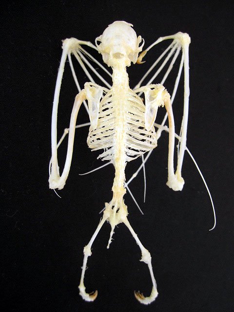 コウモリの骨格標本 No.2 - 頭骨・骨格標本・剥製販売 Core-Box