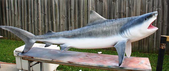 2 4メートル Xxlサイズ シロワニ サメ 全身 レプリカ 頭骨 骨格標本 剥製販売 Core Box