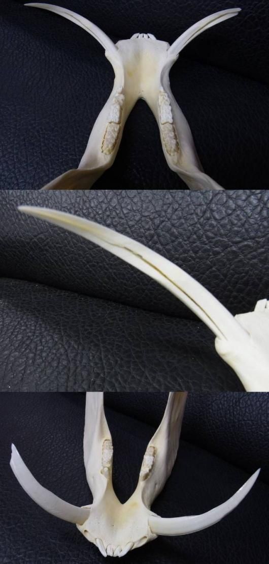 イボイノシシの老成獣の頭骨 最大級！イボイノシシの頭骨 - メルカリ