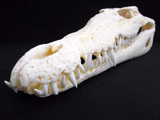 ナイルワニの頭骨標本-