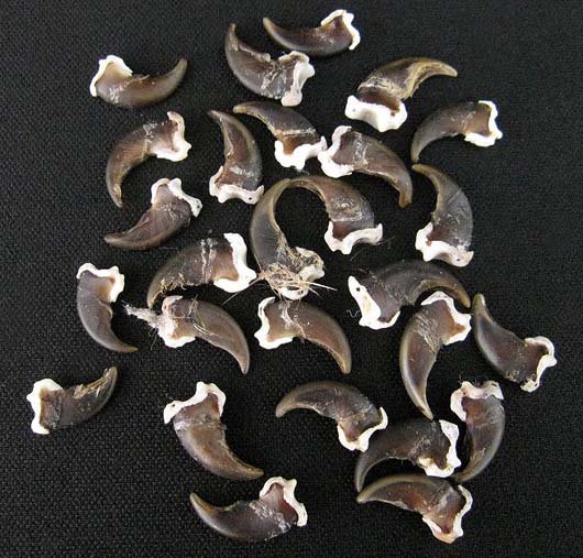 ☆即納☆ アライグマの爪30本セット - 頭骨・骨格標本・剥製販売 