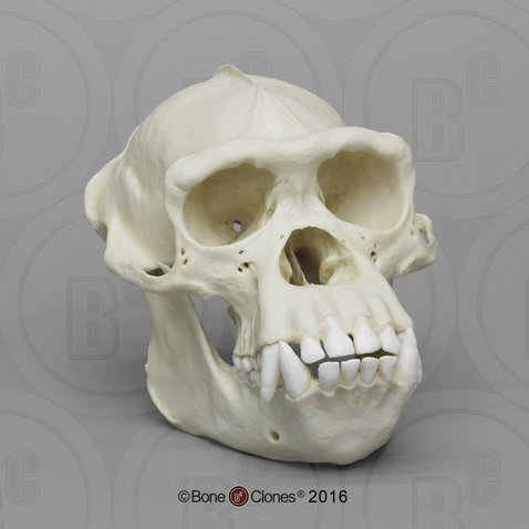 チンパンジー オス 骨格標本 レプリカ 頭蓋骨 サル スカル - 置物