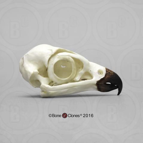 ハヤブサ 頭骨レプリカ ☆特選！☆最高品質！ - 頭骨・骨格標本・剥製