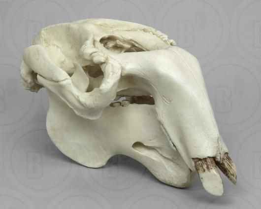 ジュゴン 頭骨レプリカ ☆特選！☆最高品質！ - 頭骨・骨格標本・剥製