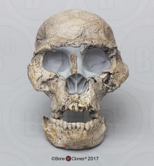 ホモハビリス頭骨模型 ホモハビリス頭骨模型 - メルカリ