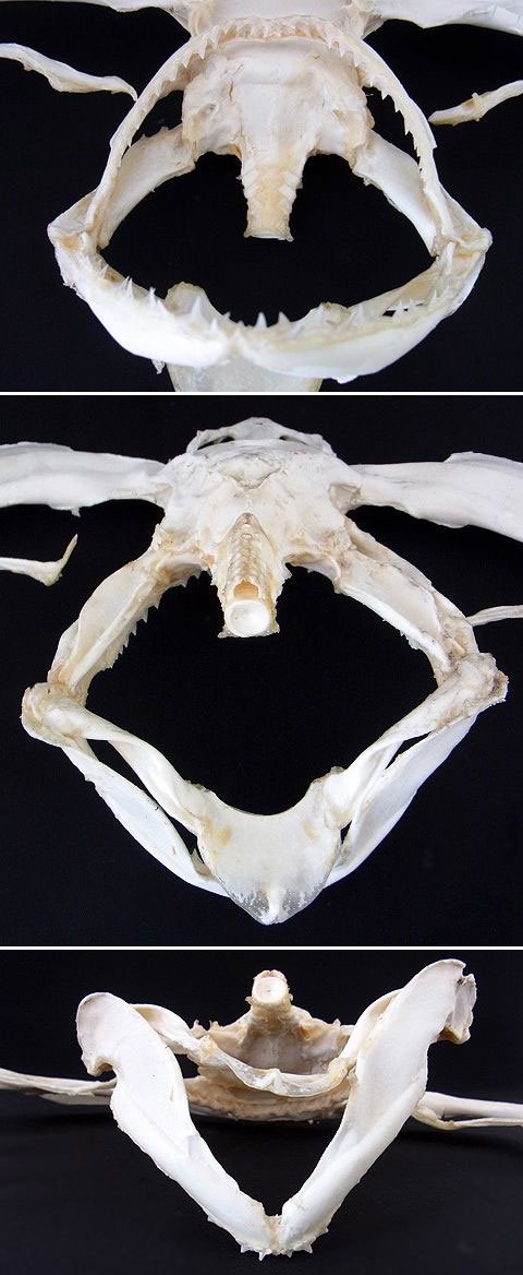 ☆即納☆珍品！シュモクザメの頭骨☆ハンマーヘッド - 頭骨・骨格標本 
