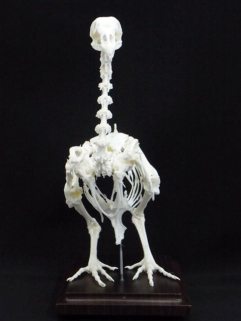ニワトリ 全身骨格標本 - 頭骨・骨格標本・剥製販売　【Core-Box】